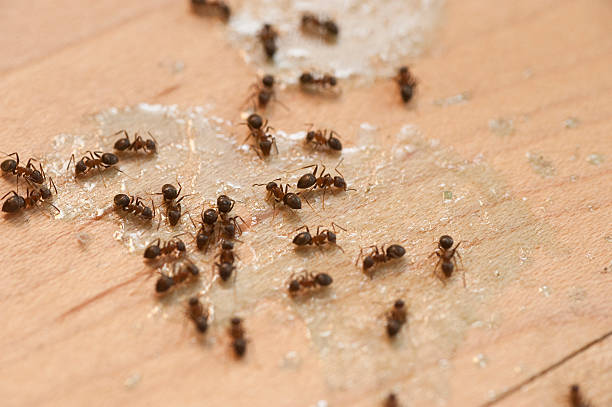 Best Termite Control Services  in White Hall, IL